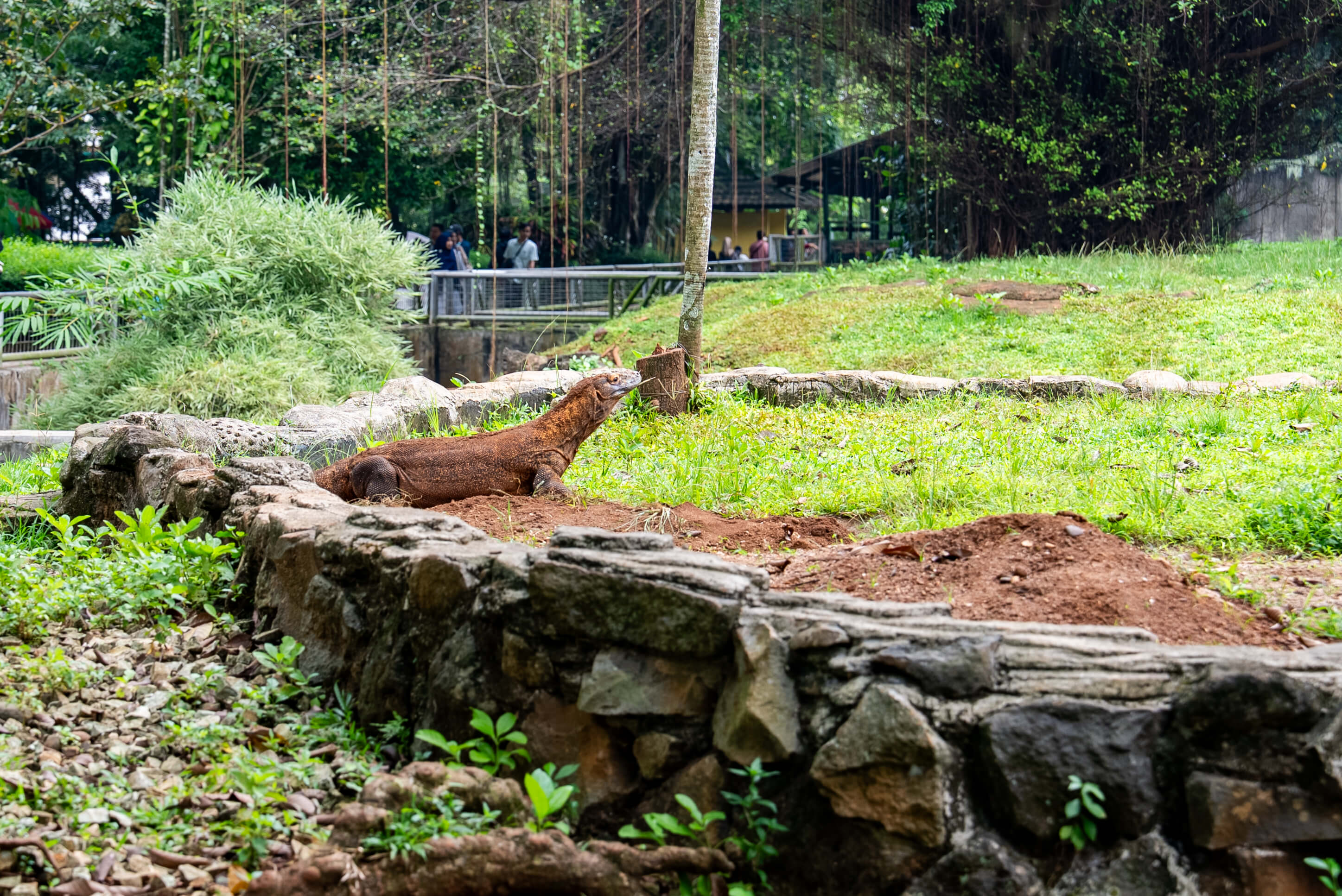 コモドドラゴン