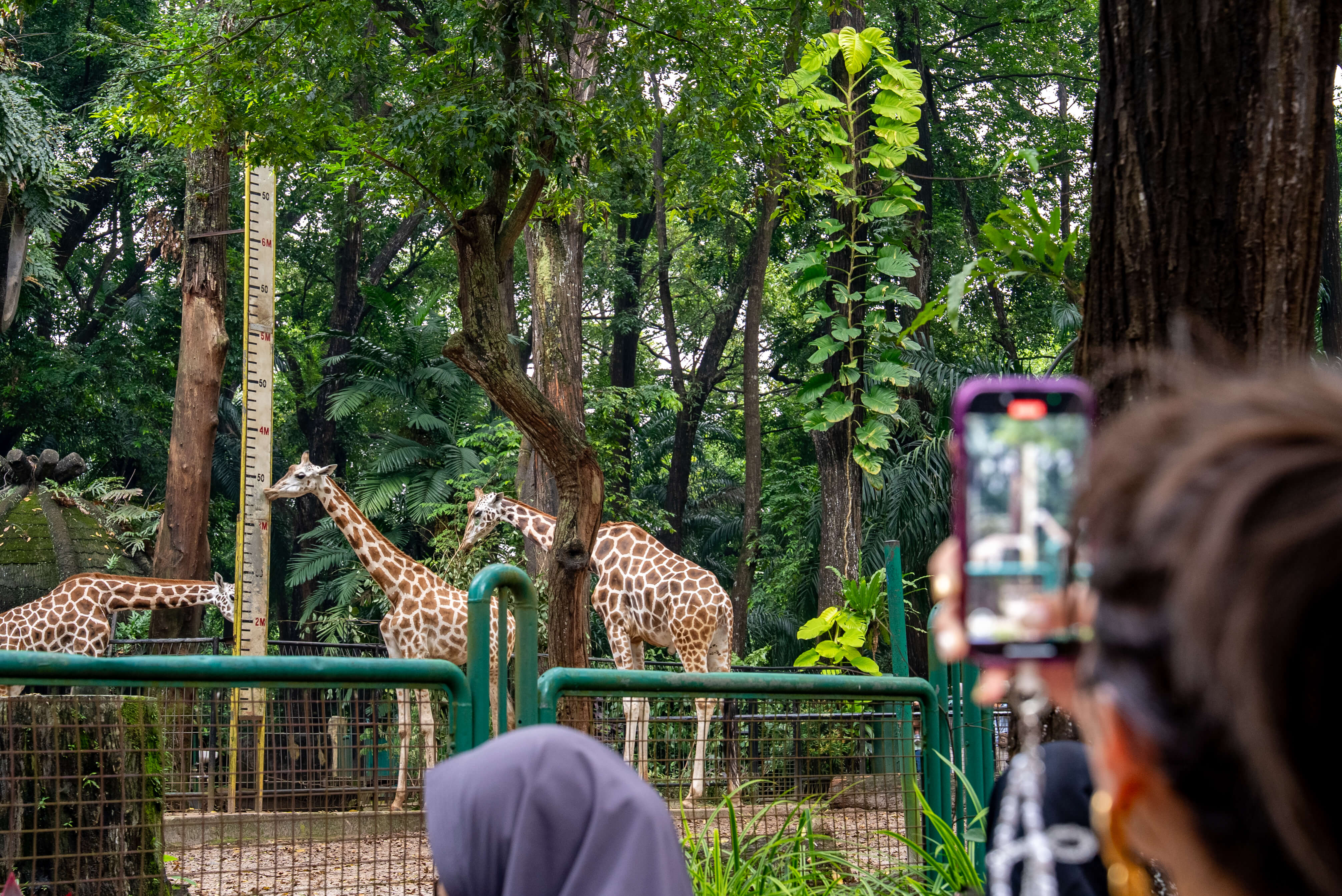 ラグナン動物園